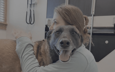 Animal Hour: Nutrition and skin health: Helping animals kick the itch