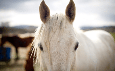 Animal Hour: Handling heat stress in horses