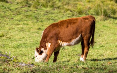 Animal Hour: New World Screwworm: What Pet Owners Need to Know