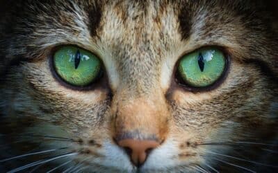 Animal Hour: Seeing the World Through Your Animals Eyes